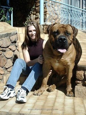 largest dog in world. the world#39;s largest dog,
